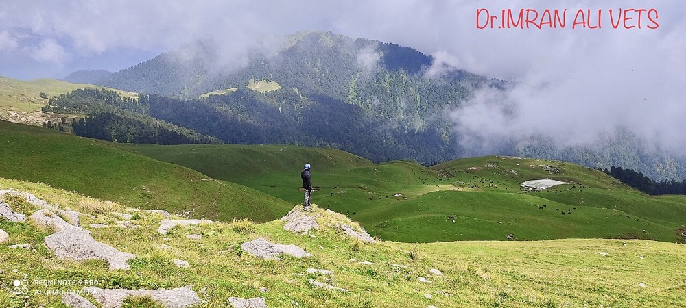 पंवाली बुग्याल अल्पाइन घास का मैदान